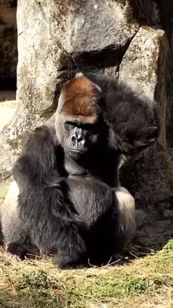 berubah jadi monyet
