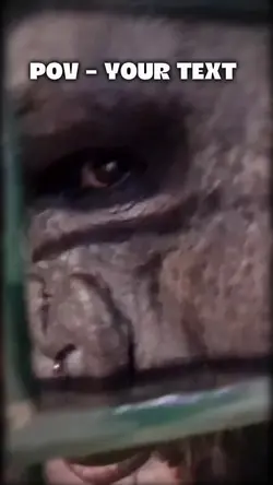 Monkey MEME 