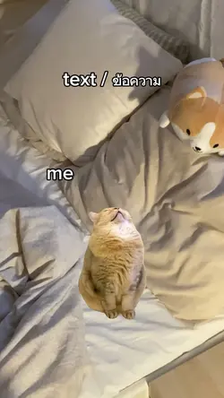 cat sleep