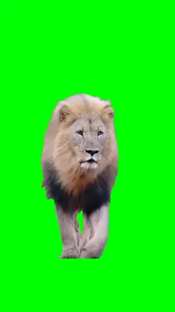 lion