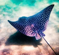 Stingrays>>>