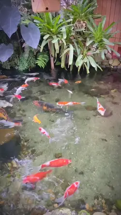 Fish aesthetic
