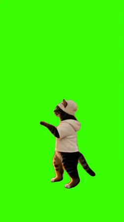 Cat/Gato