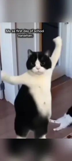 Cat dancing 