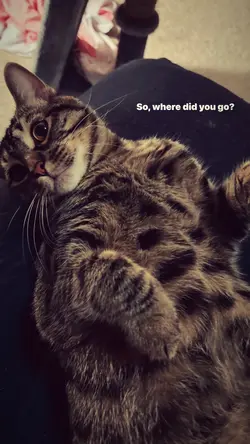 ilomilo