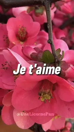 Je t'aimerai