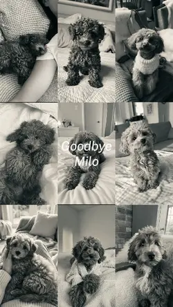 Goodbye Milo