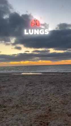 Lungs 