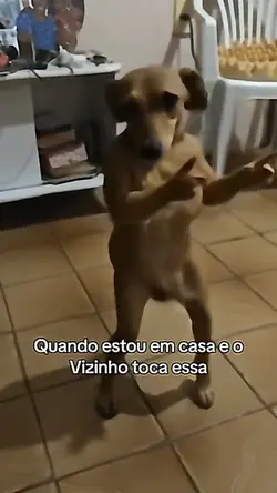 cachorro dançando