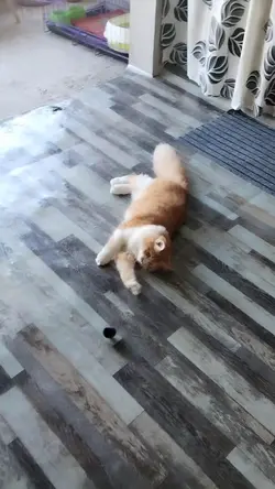 pusa pusa pusa