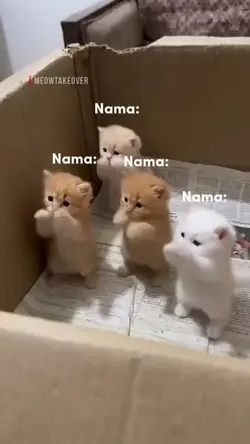 kicau mania kucing