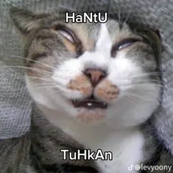 meme/aib