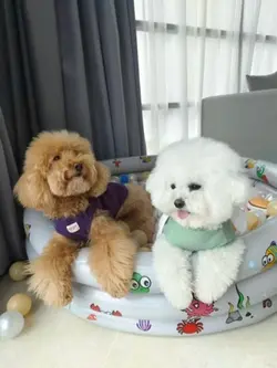 Lovely Doggo