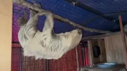 Sloth