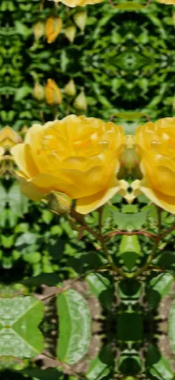 rose for you