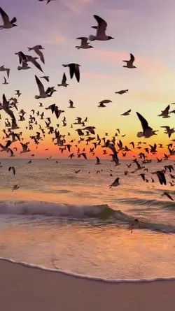 Video + foto sunset
