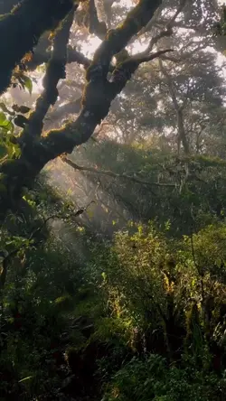 Suasana di hutan 