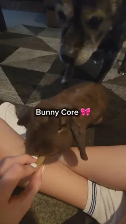 Rabbit Core <3