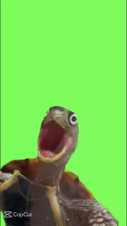 tortue