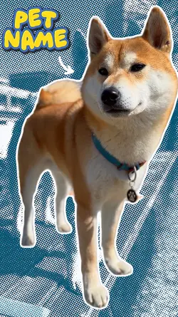 Pet Intro