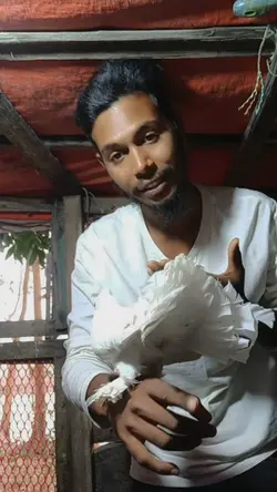 pigeon 