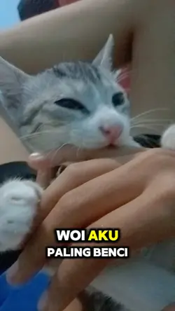 Kucing Lucu 3