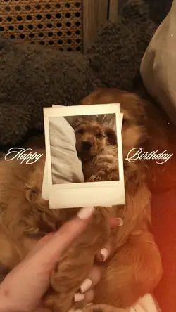 Dog Birthday 🫶🫶