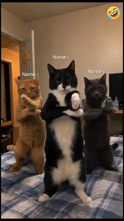 Dancing Cat Trend