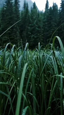 3 video cinematic