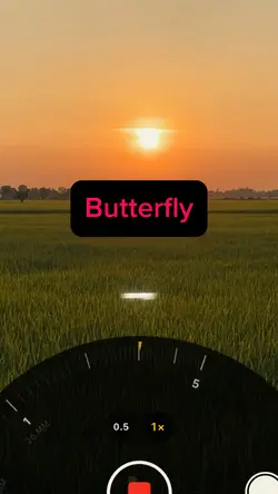 Butterfly