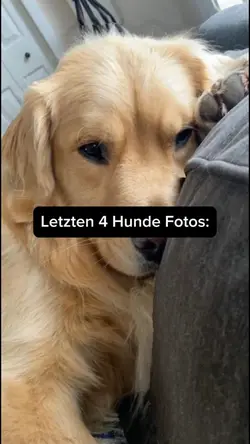 Letzte 4 Hunde Fotos