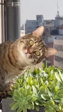 Hello Kitty 🤣