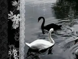 🦢🐦‍⬛