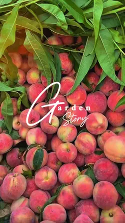 Garden Story