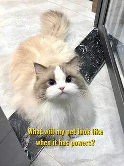 pet superpower