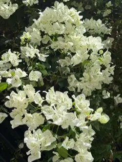 🌸phố hoa🌸