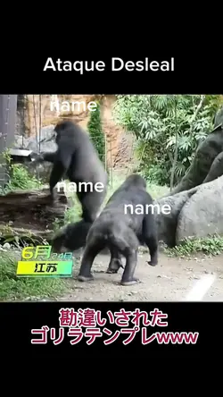 勘違いされたゴリラテンプレwww