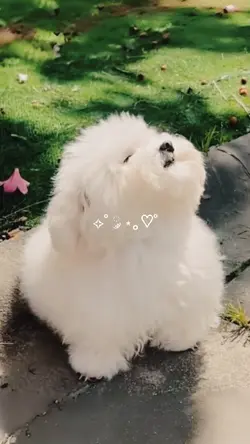 cute dog