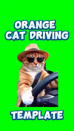 orange cat driving