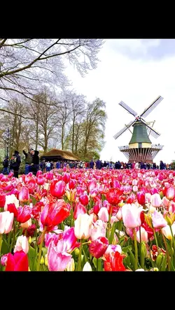 Tulips