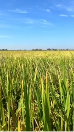 ទេសភាពស្រុកស្រែ