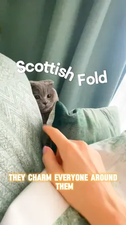 Scottish fold 