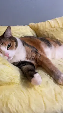 A purrfect day 