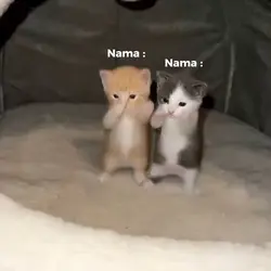 kicau mania kucing