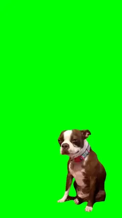 Dog Crying Meme