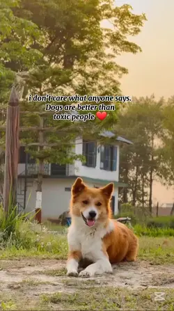dog love 