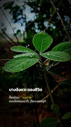 บางจังหวะของชีวิต
