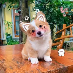 cuty dog