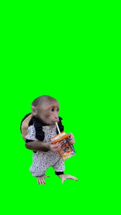 Cute Monkey