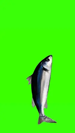 spinning fish meme